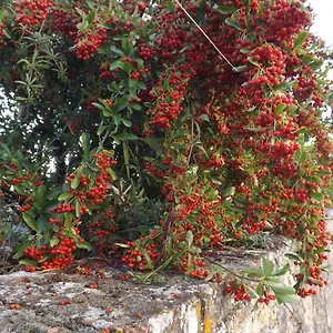 Solomia Affittacamere Panzano in Chianti